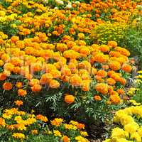 beautiful background of yellow marigolds