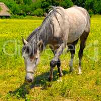 old horse grazing in a meadow