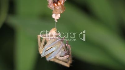 spider molts night close-up