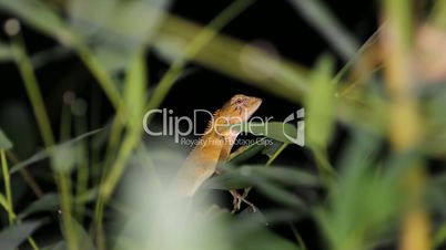 Oriental garden lizard Calotes versicolor,night. Thailand