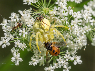 Veränderliche Krabbenspinne und Co.