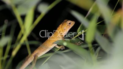 Eastern garden lizard Calotes versicolor, night. Thailand