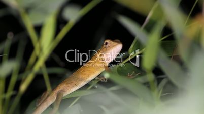 Changeable lizard Calotes versicolor, night. Thailand