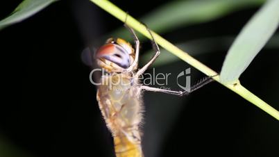dragonfly night close-up