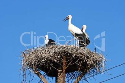 Storks in the nest