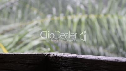 view of the jungle in the rain. Background bokeh