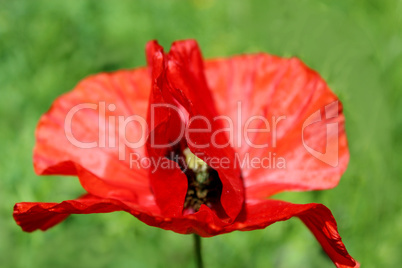 beautiful flower of red poppy