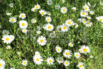 flower-bed of white beautiful chamomiles