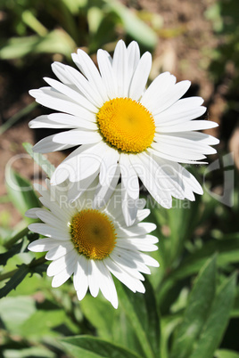 two white beautiful camomiles