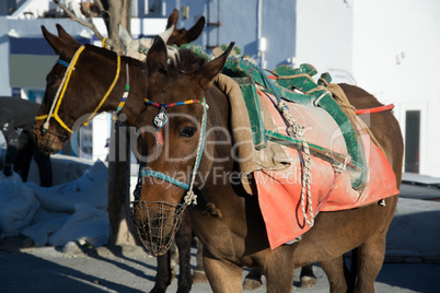 Oia, Santorin, Griechenland