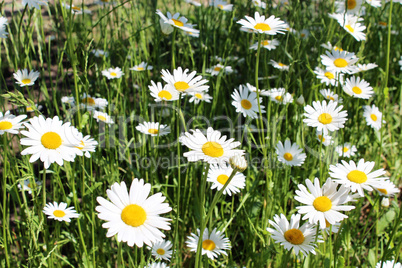 white beautiful chamomiles