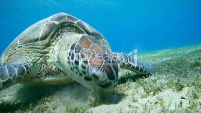 green sea turtle, Chelonia mydas