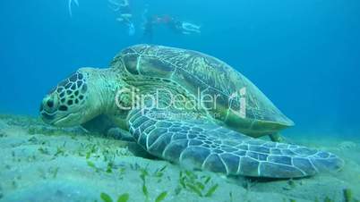 green sea turtle, Chelonia mydas