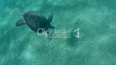 green sea turtle, Chelonia mydas