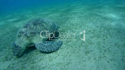 green sea turtle, Chelonia mydas