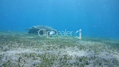 green sea turtle, Chelonia mydas