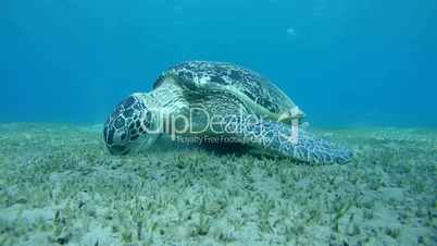 green sea turtle, Chelonia mydas