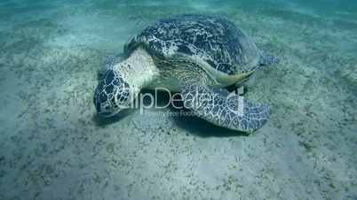 green sea turtle, Chelonia mydas