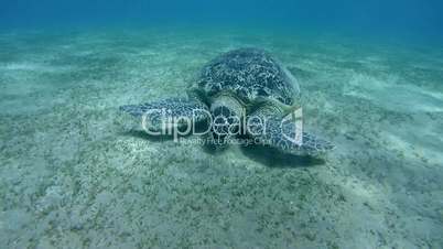 green sea turtle, Chelonia mydas