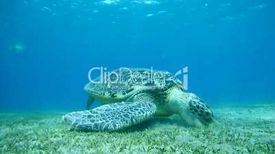 green sea turtle, Chelonia mydas