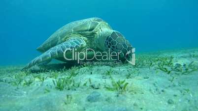 green sea turtle, Chelonia mydas