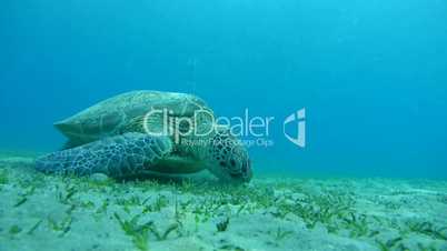 green sea turtle, Chelonia mydas