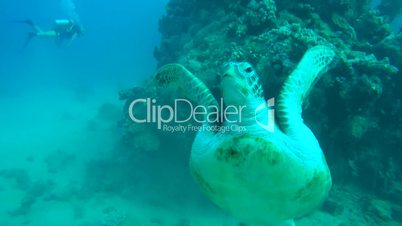 green sea turtle, Chelonia mydas