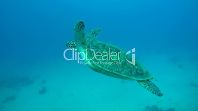 green sea turtle, Chelonia mydas