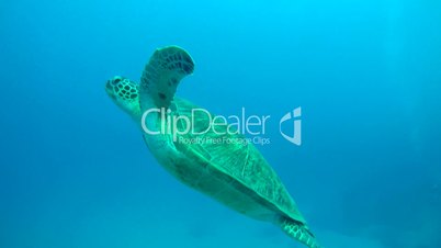 green sea turtle, Chelonia mydas