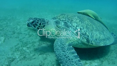 green sea turtle, Chelonia mydas