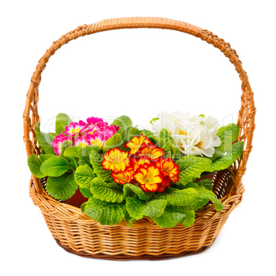 primrose in a basket isolated on white background