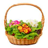 primrose in a basket isolated on white background