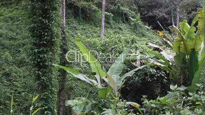 tropical undergrowth