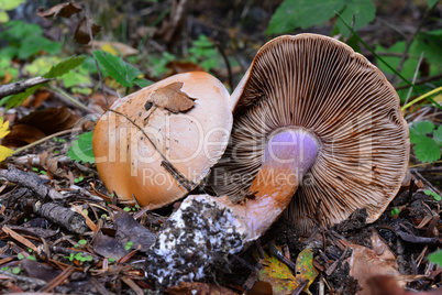 Freckled Webcap mushroom