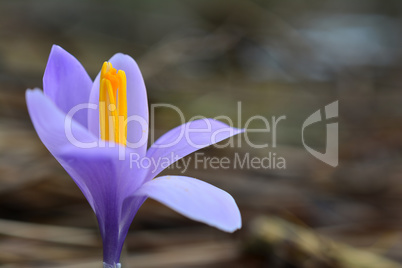 Blooming violet crocus