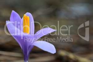 Blooming violet crocus