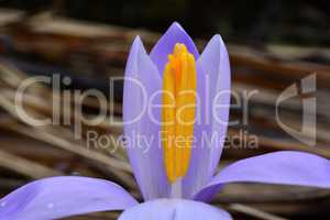 Violet spring crocus close up