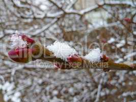 Garden in winter