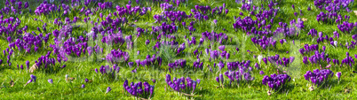 Panorama, lila Krokusse im Frühling