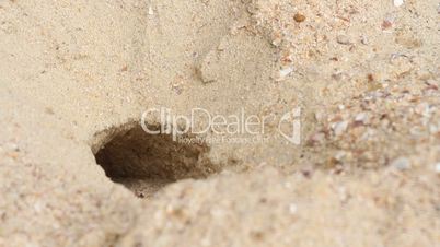 burrow crab on the beach