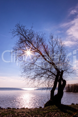 Beautiful sunset with tree