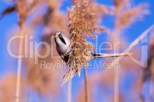 Bearded tit on the reed, male - reedling (Panurus biarmicus)