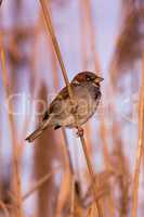 Young male sparrow (Passer domesticus)