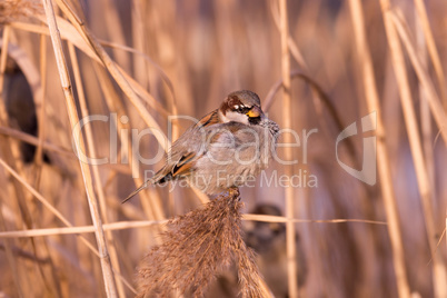 Young male sparrow (Passer domesticus)