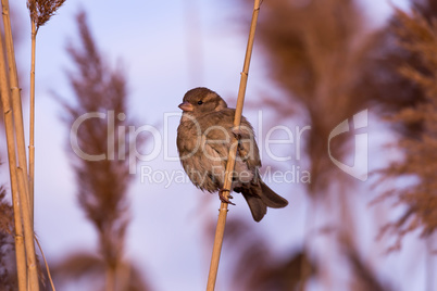 Young female sparrow (Passer domesticus)