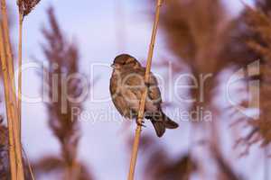 Young female sparrow (Passer domesticus)