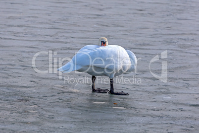 Lonely swan on ice