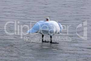Lonely swan on ice