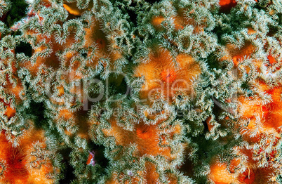Red senile anemone, plumose anemone or frilled anemone (metridiu