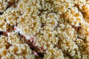 White senile anemone, plumose anemone or frilled anemone (metrid